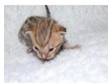 bengal male kittens. brown with black markings stunning....