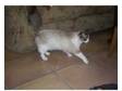 non-pedigree ragdoll. Male Ragdoll cat,  10 months old....