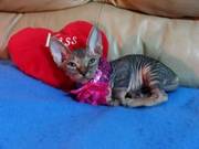 Sphynx Kittens Available Now For Homes