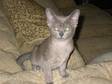 Full Pedigree Burmese Kittens Available to Pet Homes