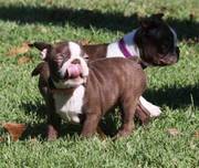 Beautiful KC Boston Terrier Puppies Now Available