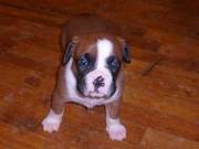 Boxers Puppies Available Now