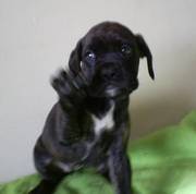 Chunky Brindle Boxer Puppies
