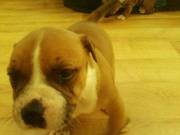 Chunky,  Red And White Staffy Pup Ready Now £280