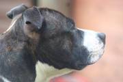 Staffordshire Bull Terrier For Stud