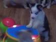 Siberian Husky Pups 3x boys & 2x girls,  2x Black & White....