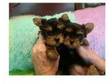 umwood Yorkshire Terriers. Beautiful little male and....
