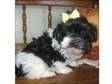 lovely Havanese puppy for rehoming. Here is the most....