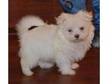 Charming maltese pupies seeking new homes. Spike is such....