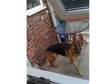 Lovely German Shepherd Dog,  free 2 good home. A 14 month....
