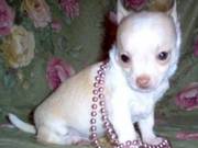 Cute and Adorable Chihuahua Puppies for New Homes