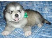 Best of the bests Alaskan malamute puppies for you