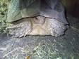 Large Adult Female Sulcata Tortoise for Sale