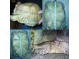 Two Very Large Female Sulcata Tortoises