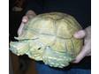 Large Female Yellow/cream Rare Sulcata Tortoise for Sale