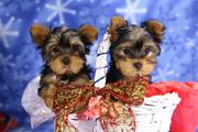 Teacup Yorkshire Terrier Puppies for Sale
