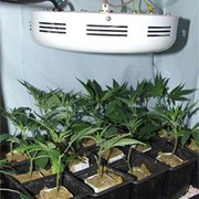135W UFO LED Grow Light 3w NASA RED And Blue For Growing Plants