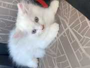 Male and Female Persian Kittens