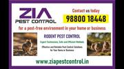 Zia Pest Control | Rat Mice and Lizard | 30% Off for Residence and