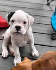 Pedigree Reg Boxer Puppies