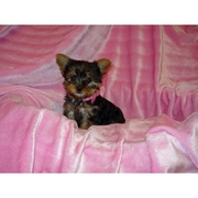 AKC REGISTERED YORKSHIRE TERRIER PUPPIES