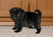 AMAZING PUG PUPPIES FOR HOME ADOPTION