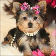 Lovely Yorkshire Terrier Puppy for FREE adoption