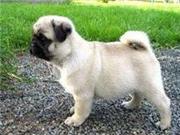 GORGEOUS PUG PUPPIES AVAILABLE FOR FREE ADOPTION